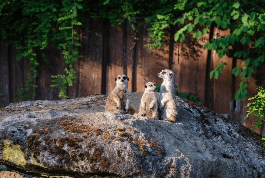 1-day ticket for Schwerin Zoo - Key points for your Schwerin Zoo day