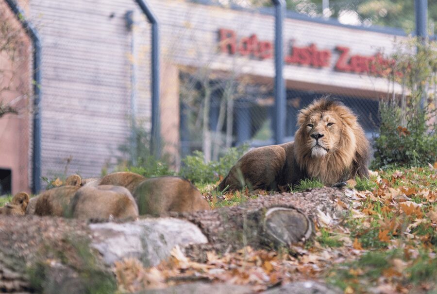 1-day ticket for Schwerin Zoo - Clean grounds and helpful staff