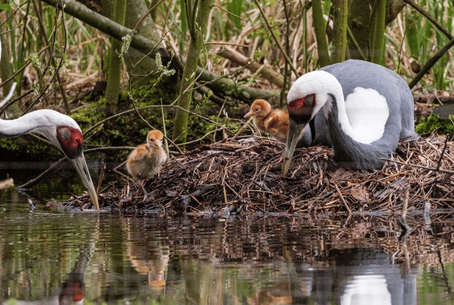 1-day ticket for Schwerin Zoo - The ticket problem you should prepare for