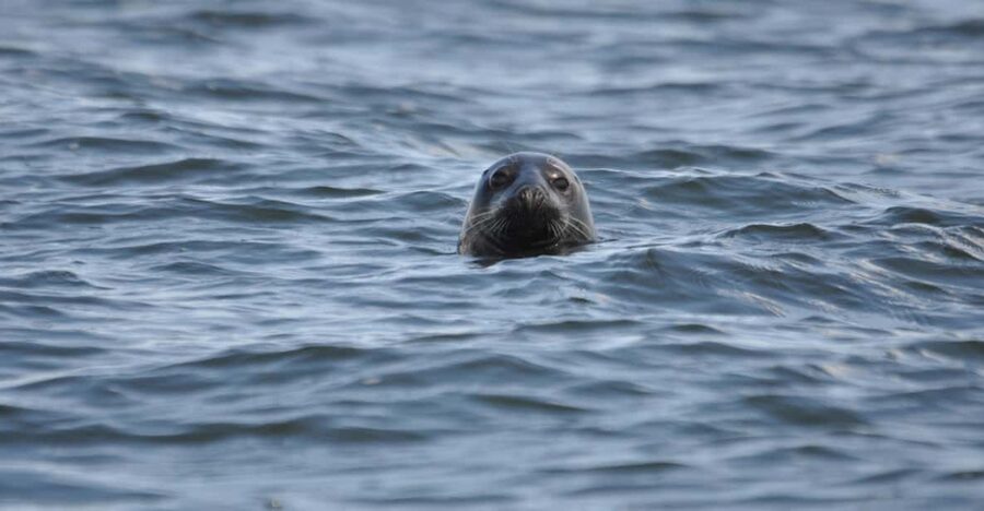 Baabe on Rügen: Seal-Spotting Cruise in the Baltic - Setting Out From Baabe Harbor