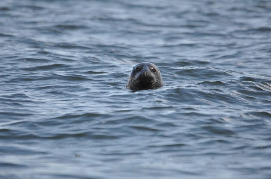 Baabe on Rügen: Seal-Spotting Cruise in the Baltic - Learning the Gray Seal Story