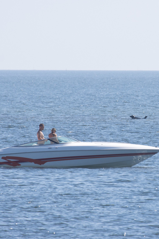 Baabe on Rügen: Seal-Spotting Cruise in the Baltic - What the Großer Stubber Actually Is