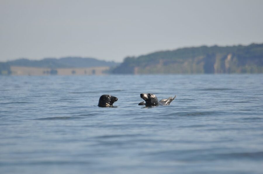 Baabe on Rügen: Seal-Spotting Cruise in the Baltic - How Much Value You Get for $31