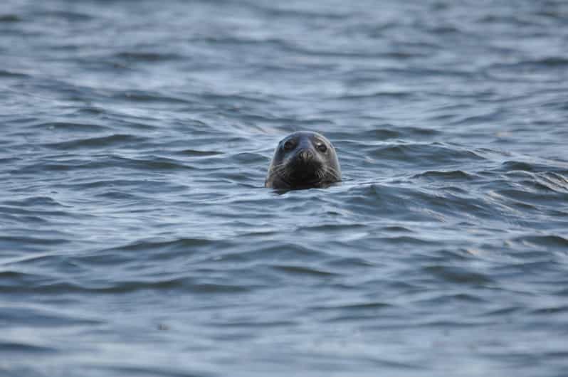 Baabe on Rügen: Seal-Spotting Cruise in the Baltic - Searching the Greifswalder Bodden