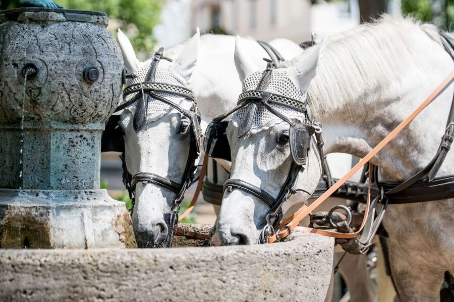 Baden-Baden: Private Walking Tour With A Professional Guide - Roman water and the making of a spa town