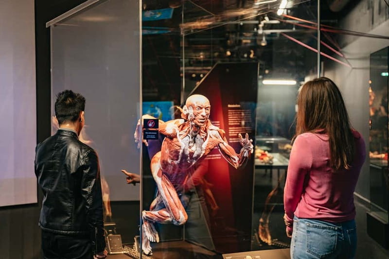 Berlin: Tickets for the BODY WORLDS Museum in Berlin - Look at embryo development and the beginning of life