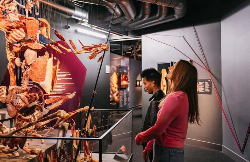 Berlin: Tickets for the BODY WORLDS Museum in Berlin - Study the heart, blood vessels, and lungs