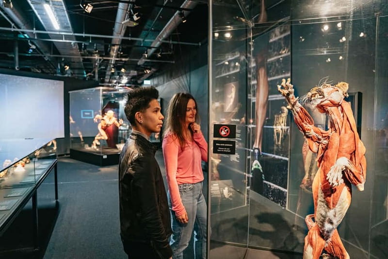 Berlin: Tickets for the BODY WORLDS Museum in Berlin - See the nervous system and the body under stress