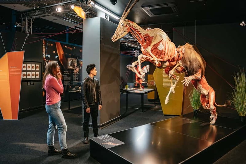 Berlin: Tickets for the BODY WORLDS Museum in Berlin - Start with the skeleton and muscular system
