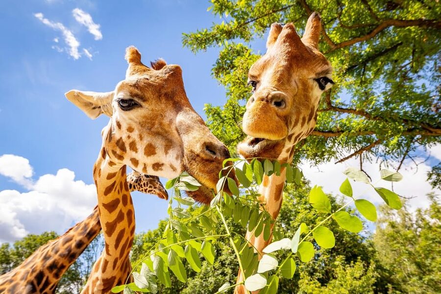 Berlin: Tickets for the Tierpark in East Berlin - Why Tierpark feels different from Berlin Zoo