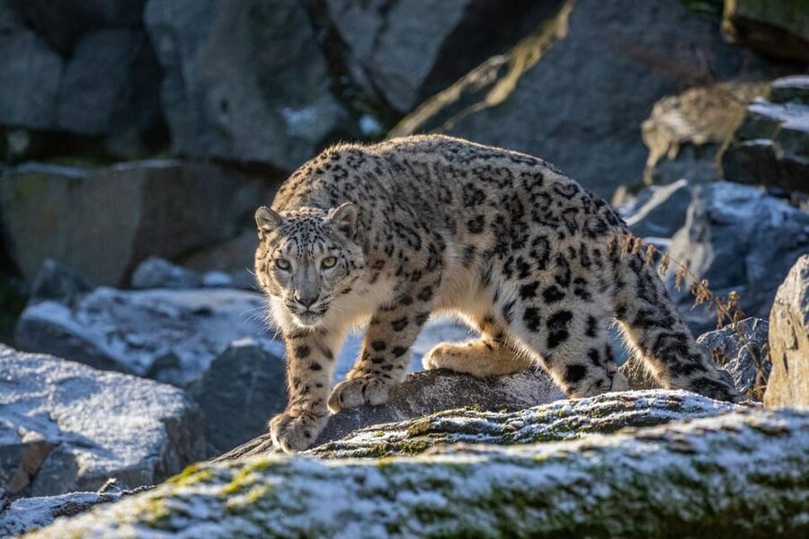 Berlin: Tickets for the Tierpark in East Berlin - Himalayas, tigers, and the world beyond Berlin