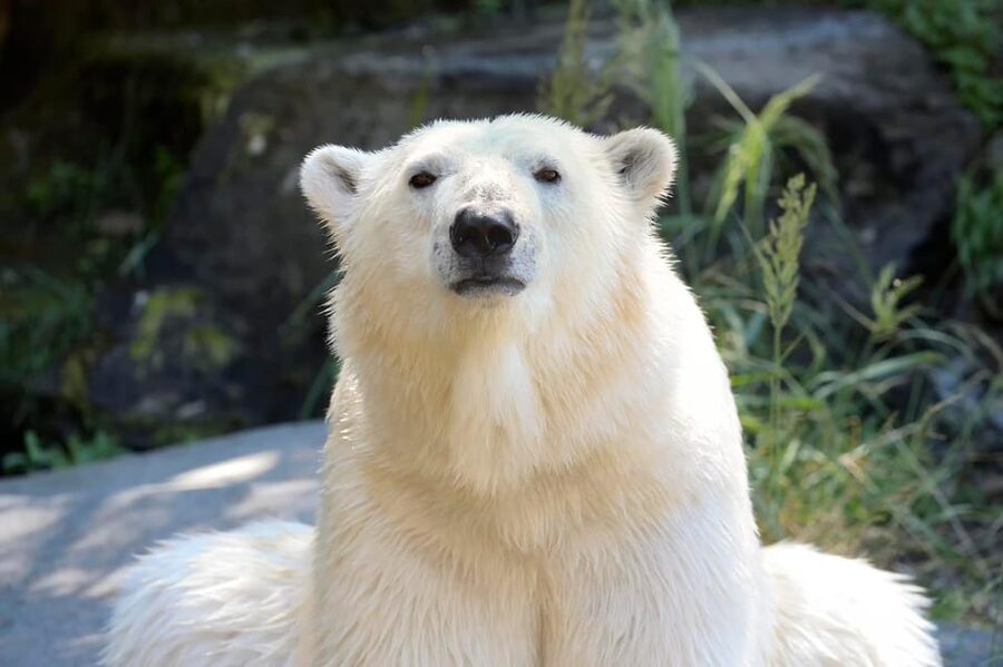 Berlin: Tickets for the Tierpark in East Berlin - How much time should you allow?
