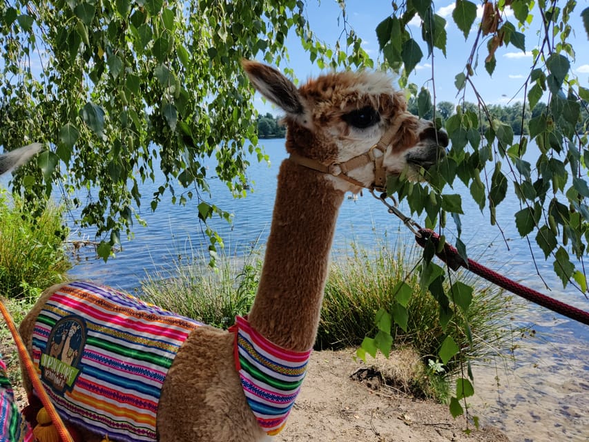 Braunschweig: Alpaca Trekking Tour - Five things to know before you book