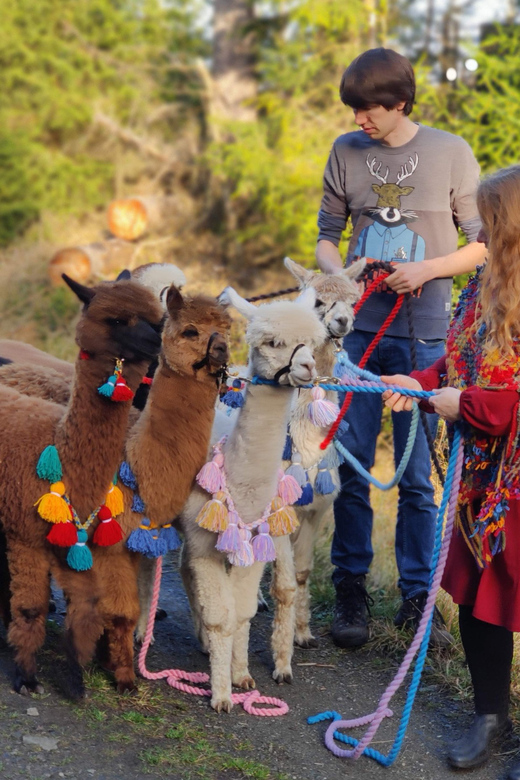 Braunschweig: Alpaca Trekking Tour - Practical timing and group details