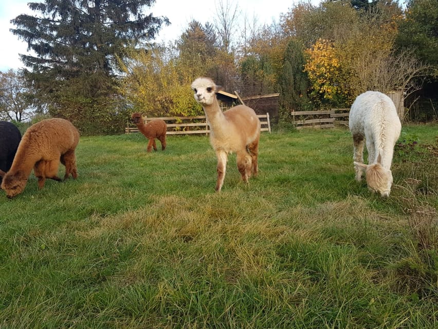 Braunschweig: Alpaca Trekking Tour - The ten-minute viewpoint and photo pause