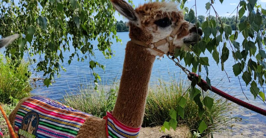 Braunschweig: Alpaca Trekking Tour - Back at the stable with Pepe and friends