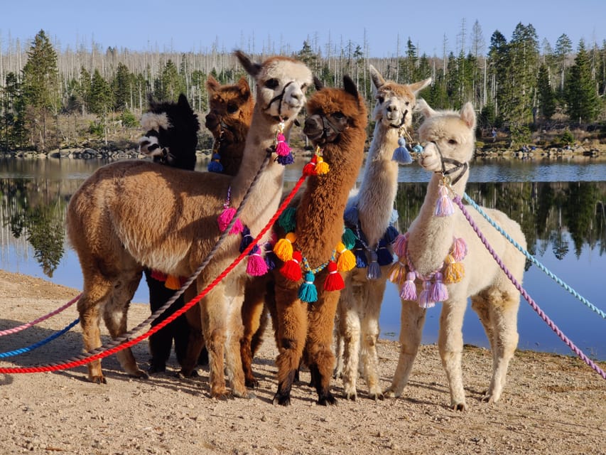 Braunschweig: Alpaca Trekking Tour - Who will enjoy this alpaca walk?