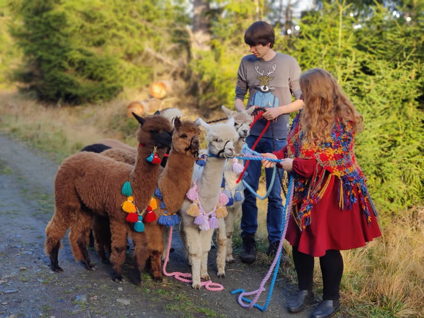 Braunschweig: Alpaca Trekking Tour - Walking beside the Oker River or Südsee