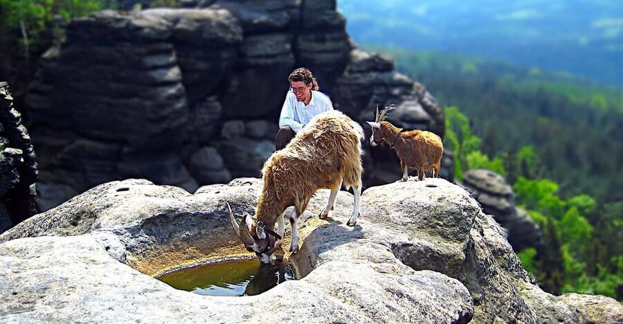 Climb the mountains together with goats - Walking with goats toward Quirl