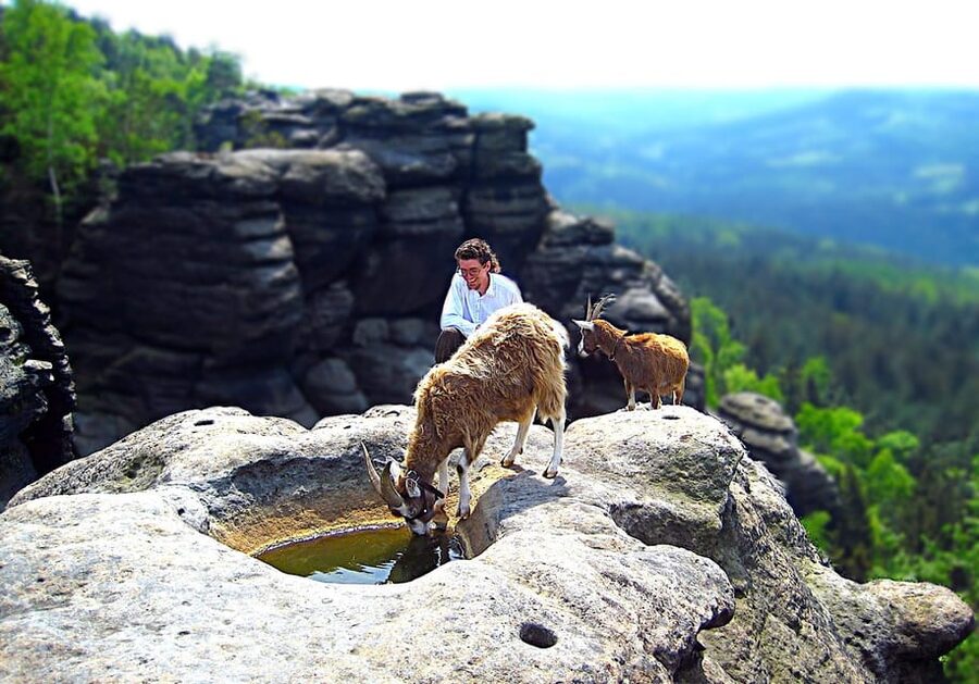 Climb the mountains together with goats - What makes Thuringian Forest goats special here