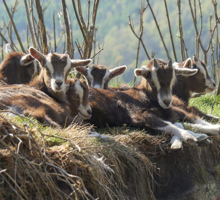 Climb the mountains together with goats - Patu radFeld’s role on the trail