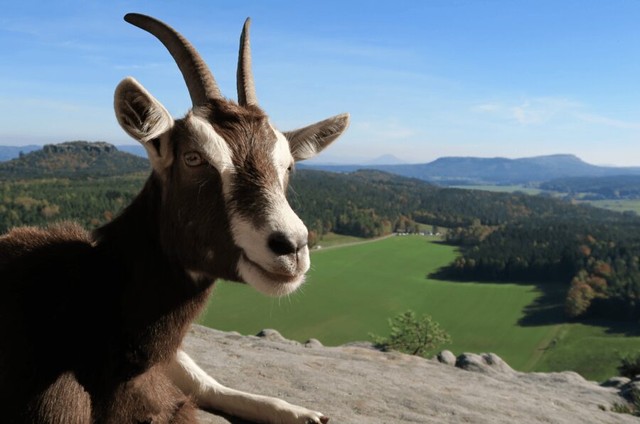 Climb the mountains together with goats - Is $34 a fair price?