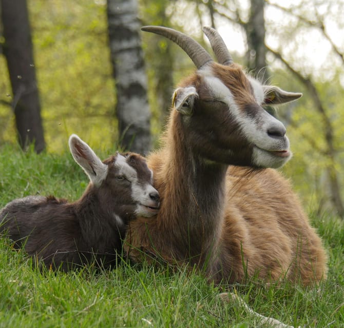 Climb the mountains together with goats - The Quirl route and its mountain view