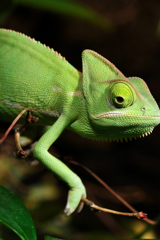 Cologne: Cologne Zoo and Aquarium Entry Ticket - Key points to know before you go