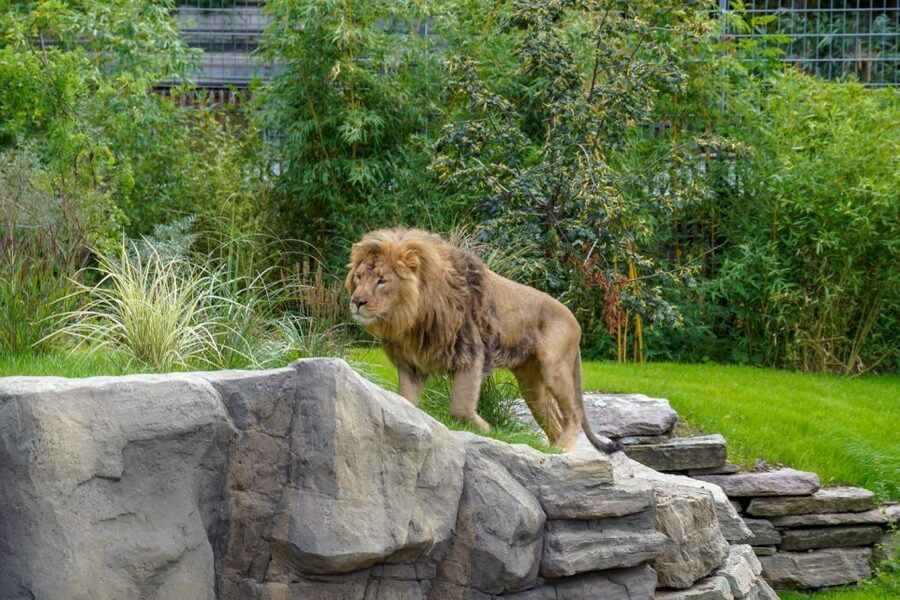 Cologne: Cologne Zoo and Aquarium Entry Ticket - Getting there from Cologne city center