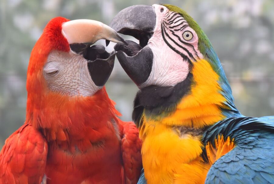 Cologne: Cologne Zoo and Aquarium Entry Ticket - Why Cologne Zoo works as a full-day outing