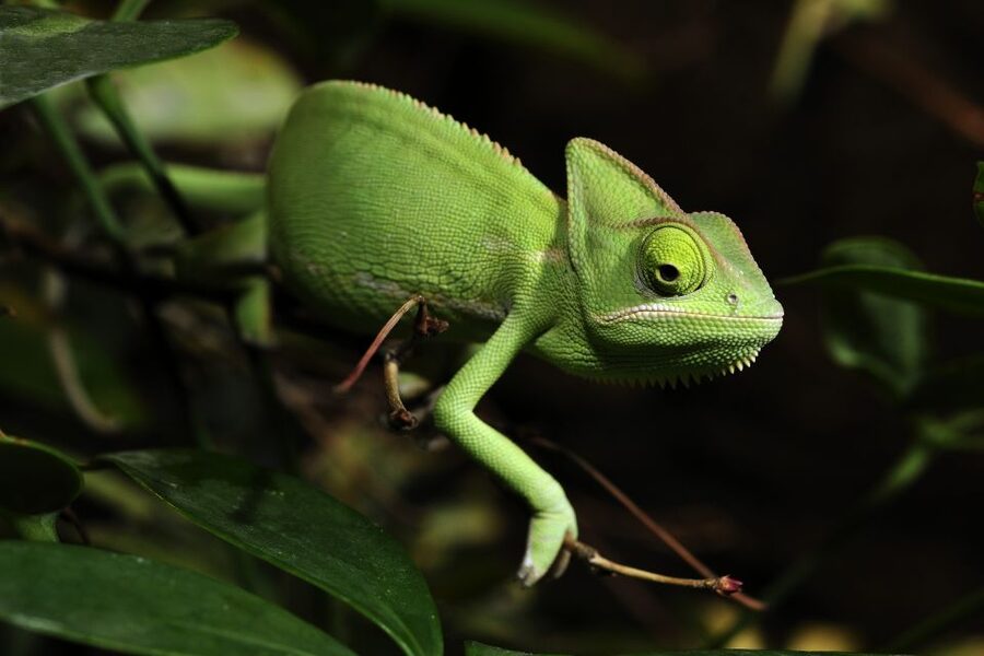 Cologne: Cologne Zoo and Aquarium Entry Ticket - Comfort, food, and family facilities