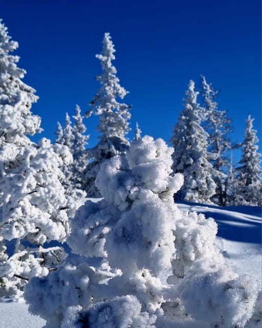 Ehrwald: Zugspitze Snowshoe Hiking Tour with Mountain Views - Who should skip this outing