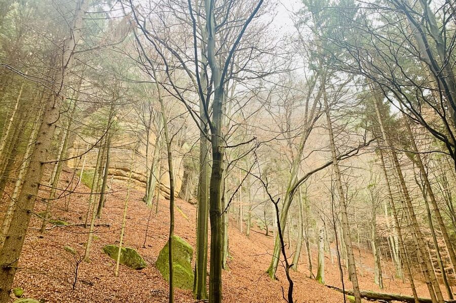 From Prague: Bohemian and Saxon Switzerland Full-Day Tour - Villages, rivers, and the Czech side of the park