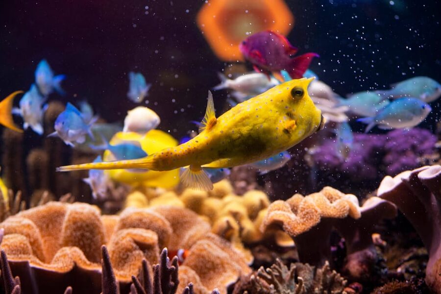 Hanover: SEA LIFE Entry Ticket - Key points to know before you go