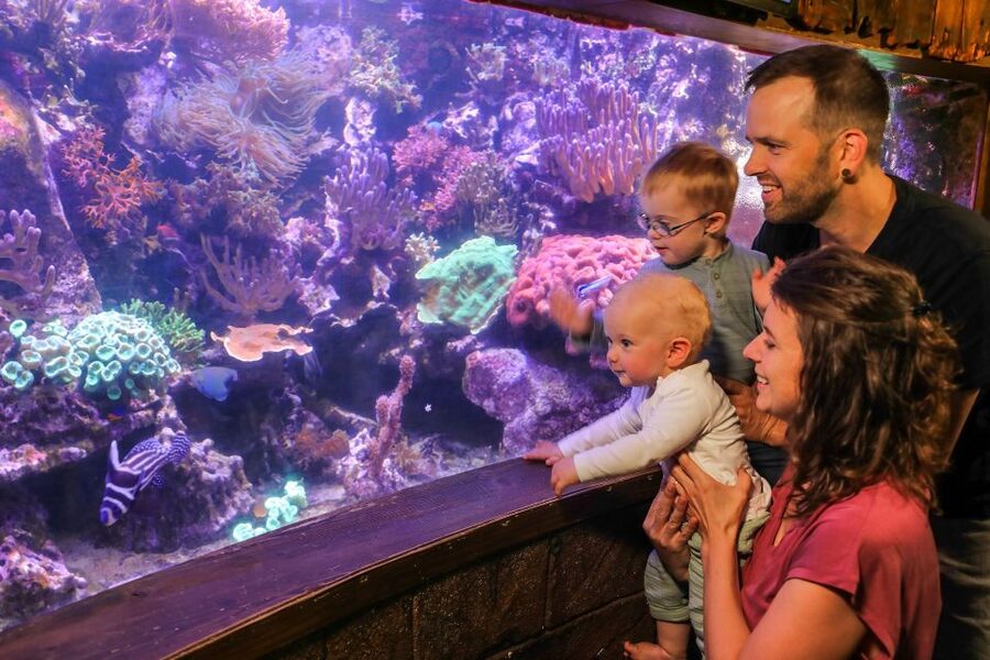 Hanover: SEA LIFE Entry Ticket - Oscar the green sea turtle and smaller sea life