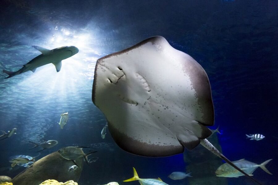 Hanover: SEA LIFE Entry Ticket - How long the visit really takes