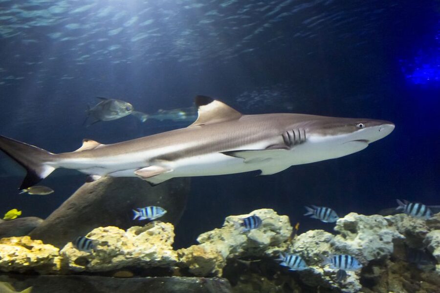 Hanover: SEA LIFE Entry Ticket - The ocean tunnel and blacktip reef sharks