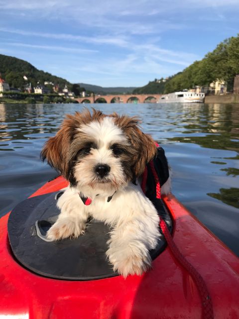 Heidelberg: 2-Hour Kayak Tour - Is $81 a fair price?