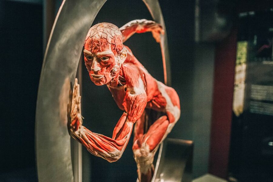 Heidelberg: BODY WORLDS Museum Entry Ticket - Is the $22 ticket good value?