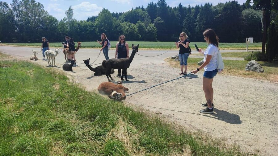 Jettingen-Scheppach: Alpaca hike through the Mindeltal - Meeting the herd at Schönenberg Alpakas