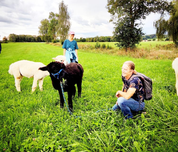 Jettingen-Scheppach: Alpaca hike through the Mindeltal - Feeding the llamas before the alpacas