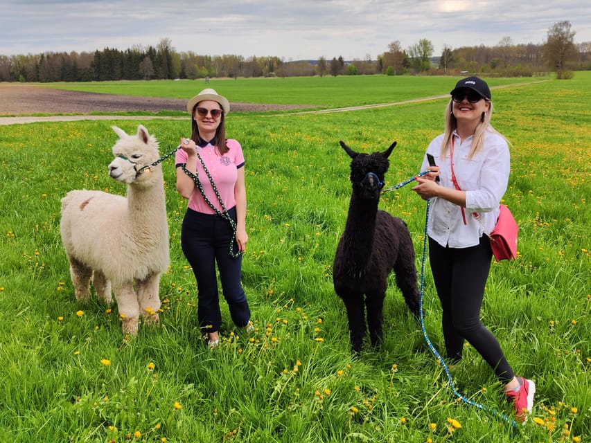 Jettingen-Scheppach: Alpaca hike through the Mindeltal - Walking through forest and fields in the Mindeltal