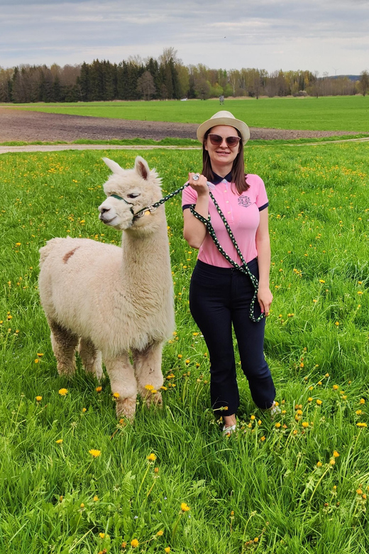 Jettingen-Scheppach: Alpaca hike through the Mindeltal - Who will enjoy this most