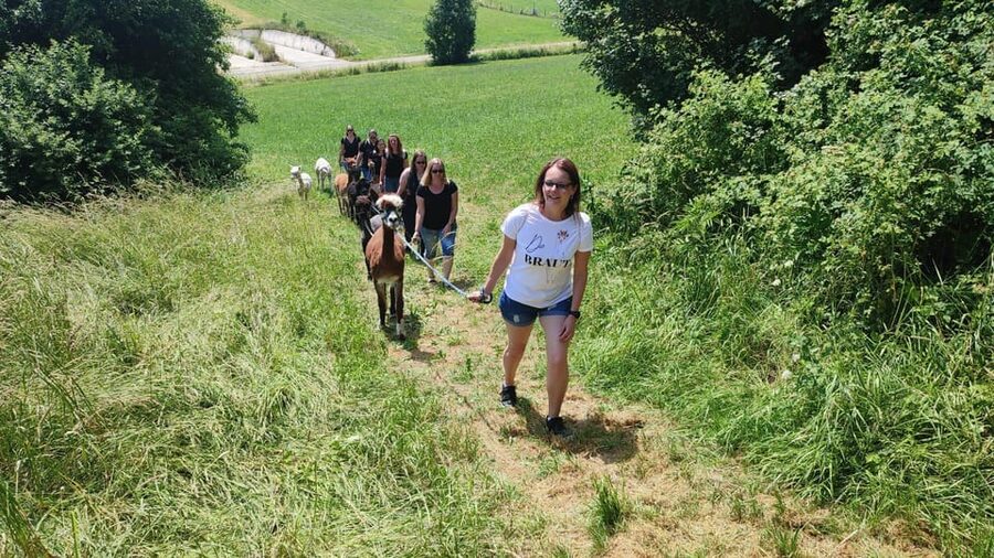 Jettingen-Scheppach: Alpaca hike through the Mindeltal - Choosing your alpaca for the walk
