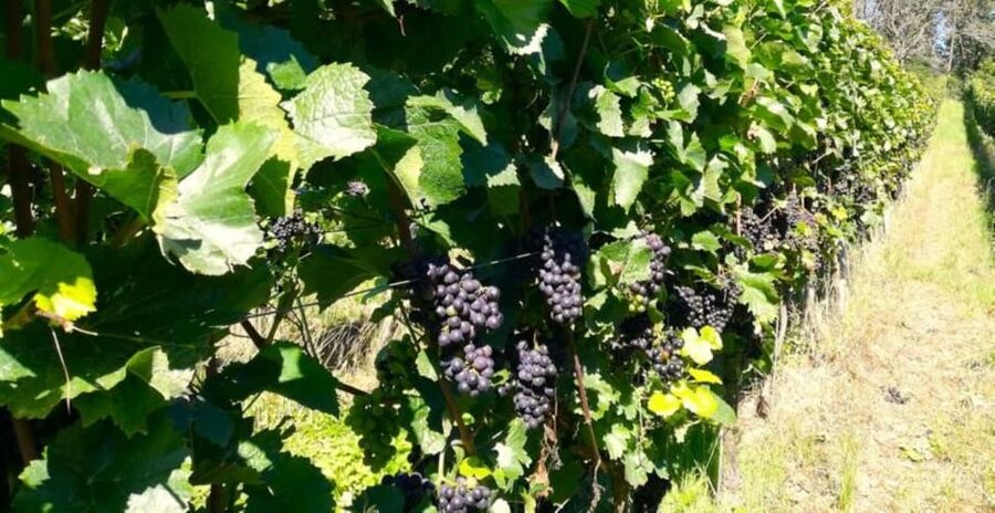 Koblenz: The Living Vineyard, Nature & Wine Enjoyment - Tasting three wines between the vines