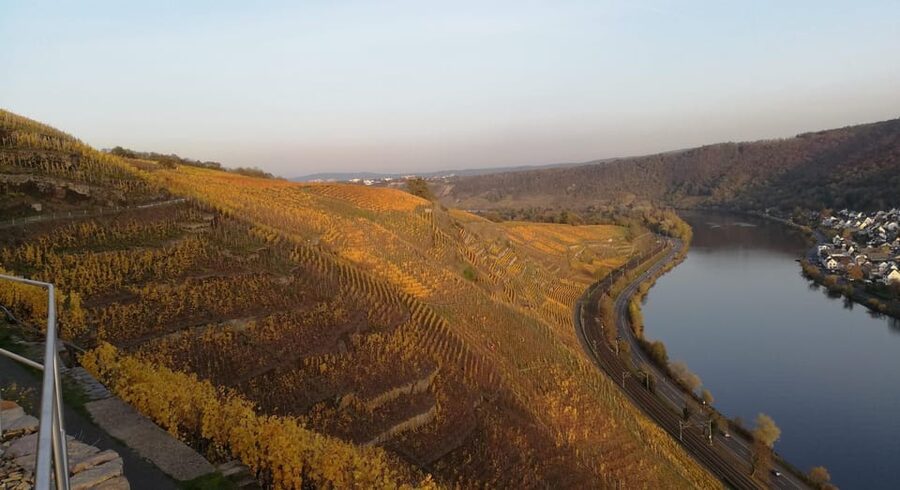Koblenz: The Living Vineyard, Nature & Wine Enjoyment - Who will get the most from this three-hour outing