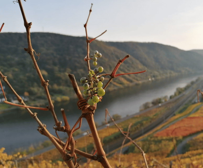 Koblenz: The Living Vineyard, Nature & Wine Enjoyment - Following a path with a Napoleonic footnote