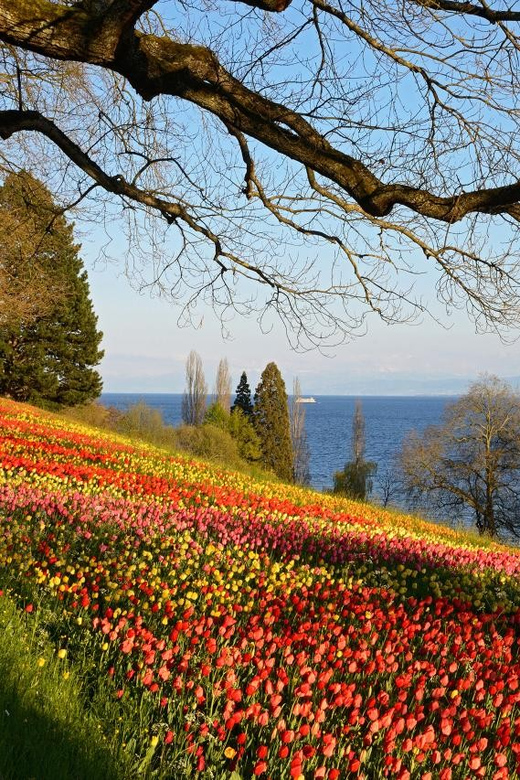 Konstanz: Mainau Island Entry Ticket - What Mainau Island feels like in practice