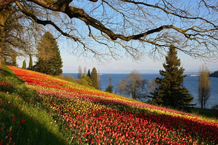 Konstanz: Mainau Island Entry Ticket - Who will enjoy Mainau most?