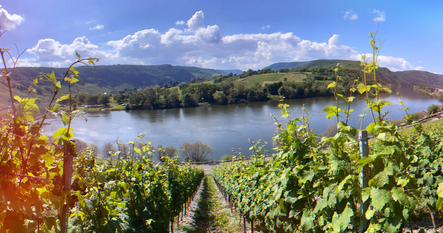 Kröv, Mosel: PLANWAGENFAHRT through the vineyards with wine tasting - Who will enjoy this Mosel outing most